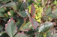 Berberis aquifolium
