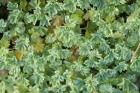 Aphanes arvensis