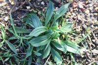 Plantago media