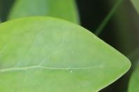 Vinca minor