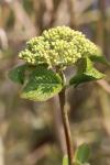 Viburnum lantana