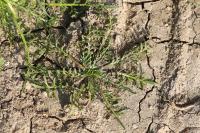 Lepidium coronopus