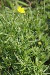 Ranunculus auricomus