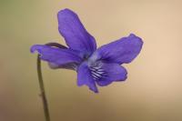 Viola riviniana