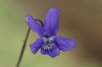 Viola riviniana