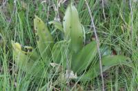 Orchis bouc