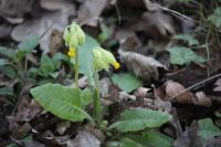 Primula veris