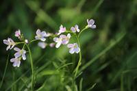 Cardamine pratensis