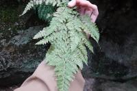 Dryopteris filix-mas