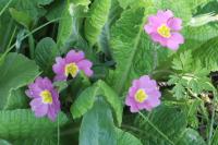 Primula vulgaris subsp. rubra