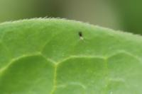 Vinca major