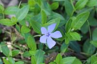 Vinca minor