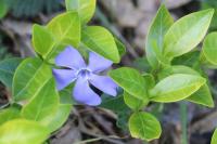 Vinca minor