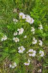 Cardamine pratensis