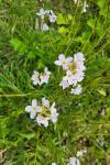 Cardamine pratensis