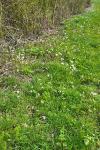 Cardamine pratensis