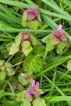 Lamium purpureum