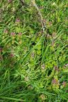 Lamium purpureum