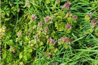 Lamium purpureum
