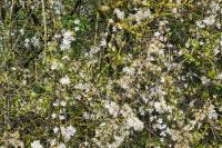 Crataegus monogyna
