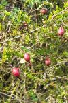 Crataegus monogyna