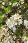 Crataegus monogyna