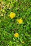 Taraxacum officinale