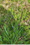Glechoma hederacea