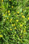 Ficaria verna