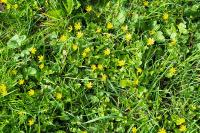 Ficaria verna