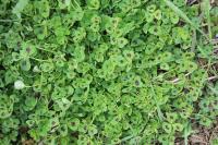 Medicago arabica