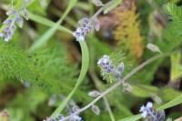 Myosotis ramosissima