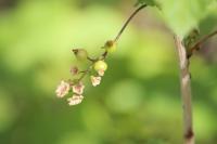Ribes rubrum