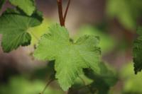 Ribes rubrum
