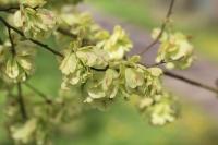 Ulmus minor