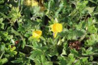 Ranunculus sardous