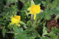 Ranunculus sardous