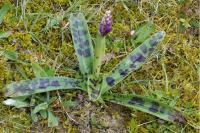 Orchis mascula