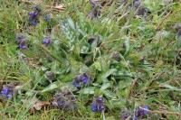 Pulmonaria longifolia