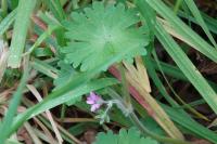 Geranium molle