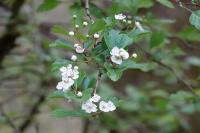 Crataegus laevigata