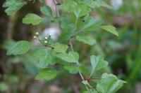 Crataegus laevigata