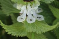 Lamium album