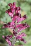 Fumaria officinalis