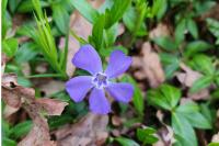 Vinca minor