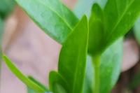 Vinca minor