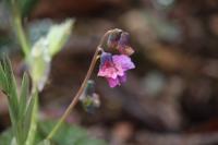 Lathyrus linifolius
