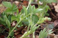 Lathyrus linifolius