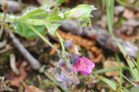 Lathyrus linifolius