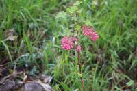 Ribes sanguineum